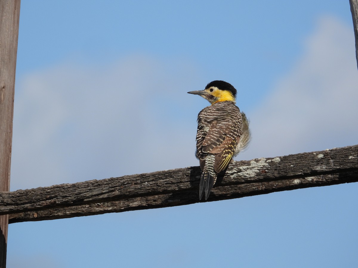 Campo Flicker - Mónica  Cobelli