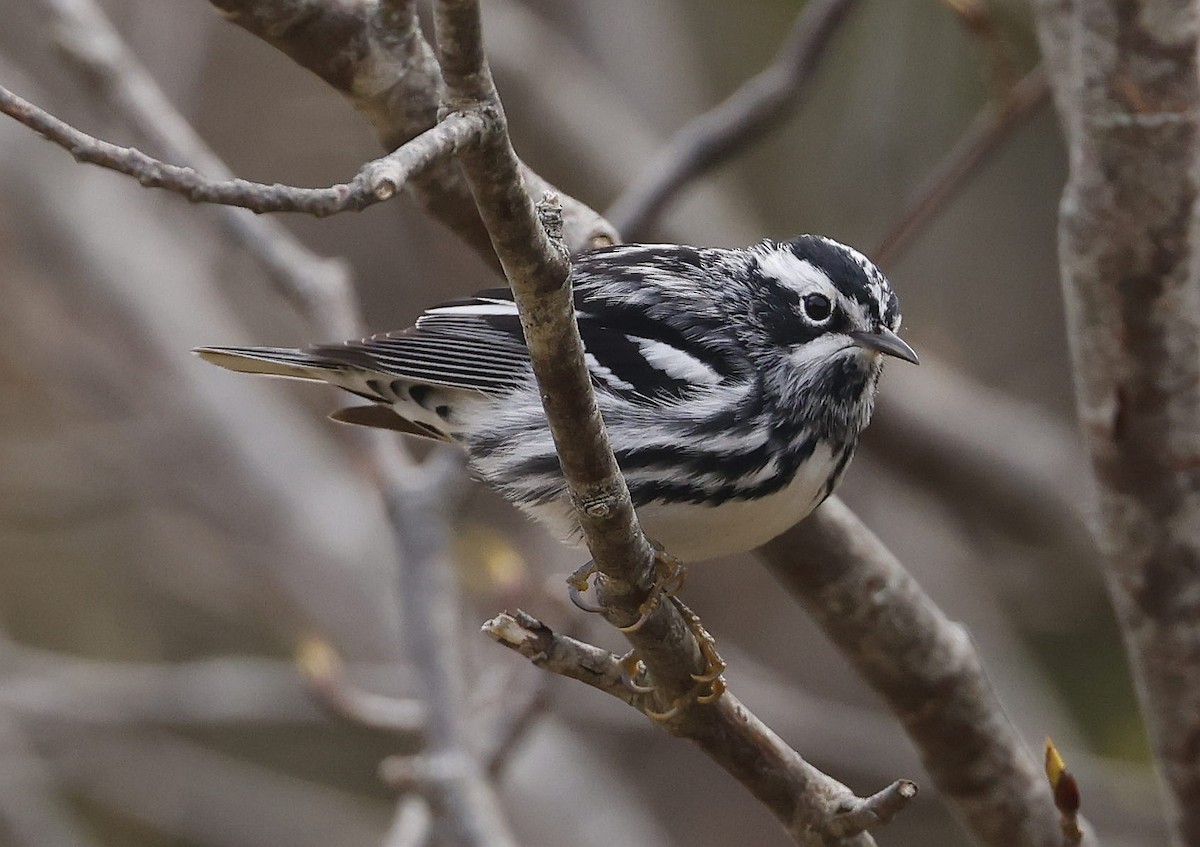 Black-and-white Warbler - Charles Fitzpatrick