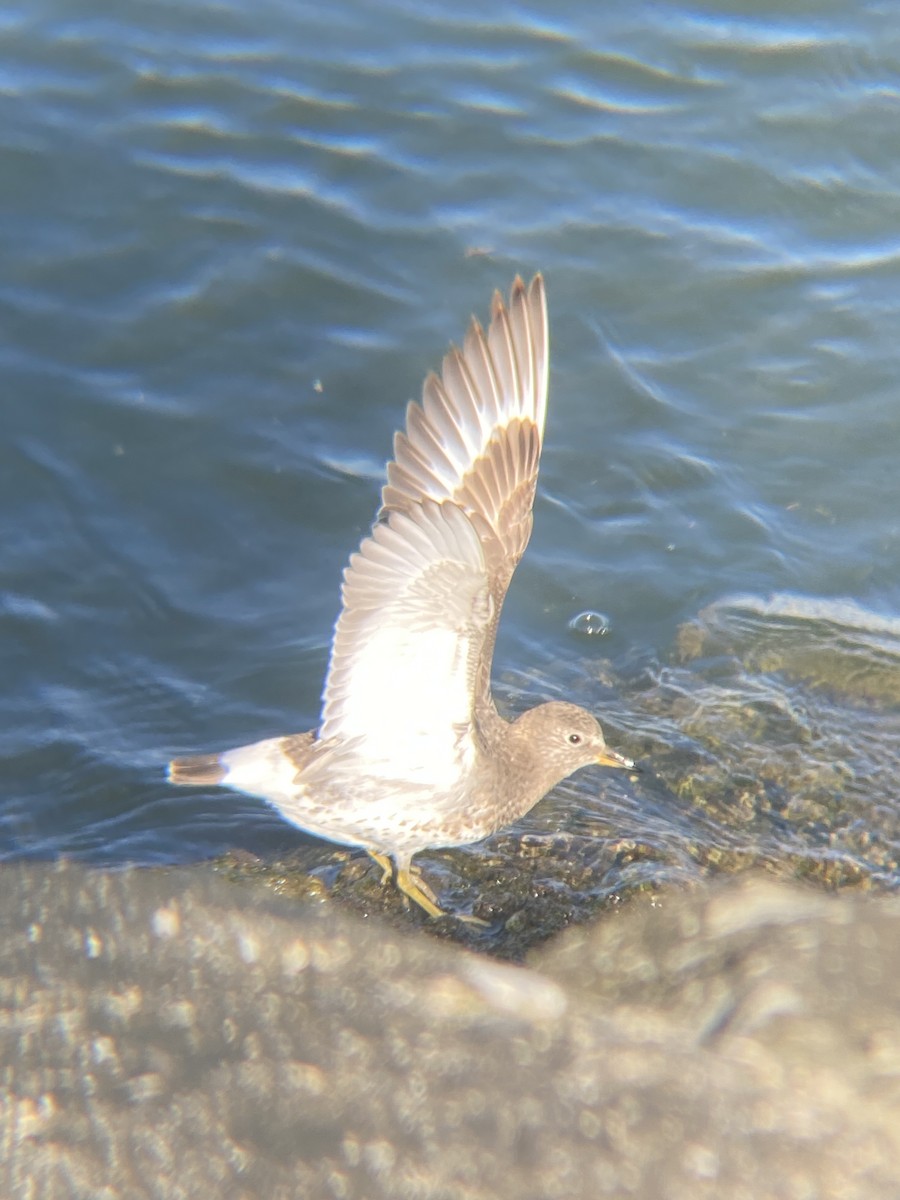 Surfbird - ML619371817