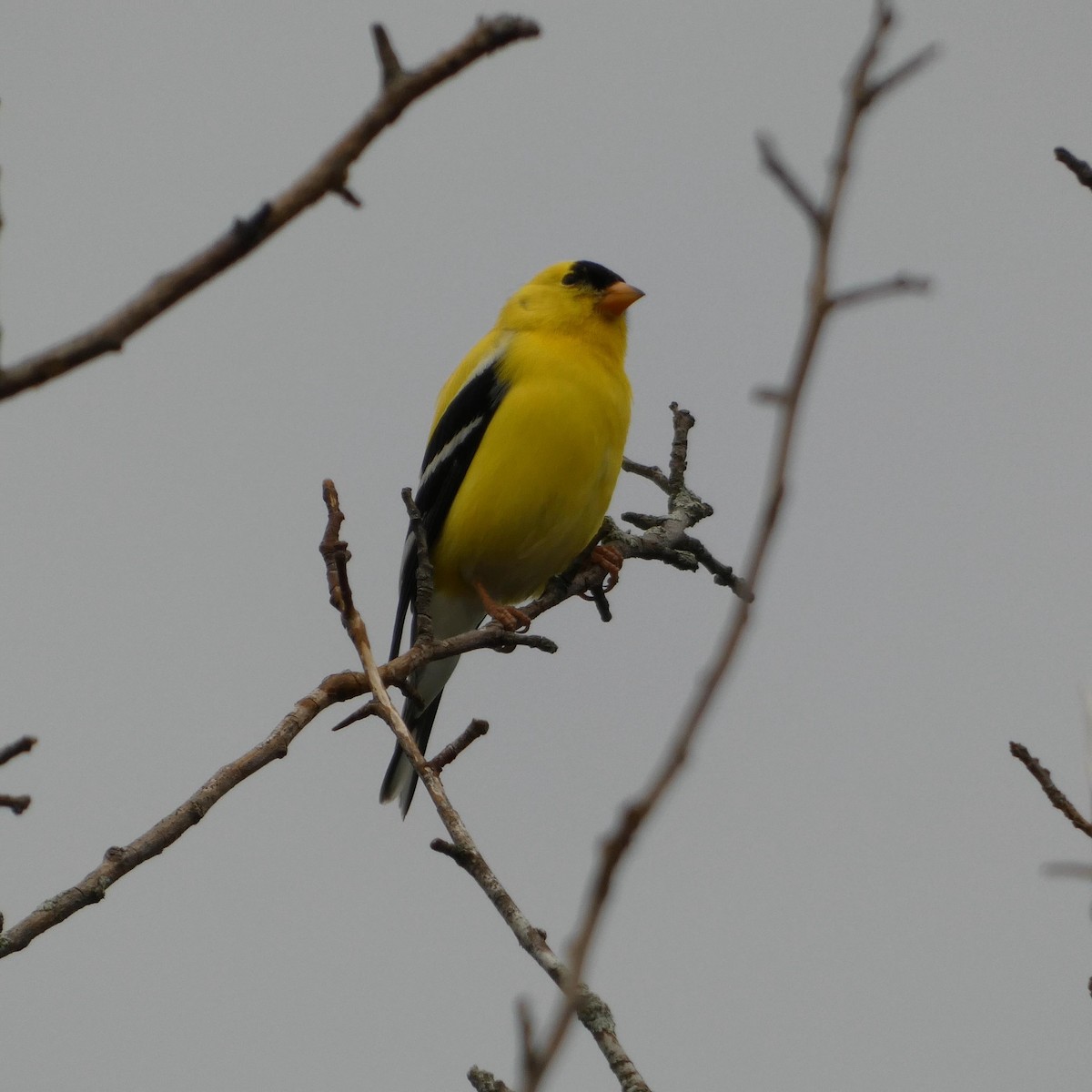 American Goldfinch - ML619371832