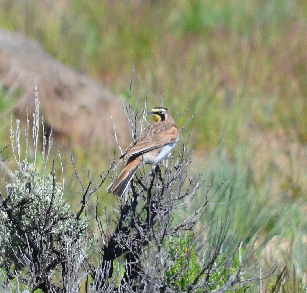 Horned Lark - John Ritchie