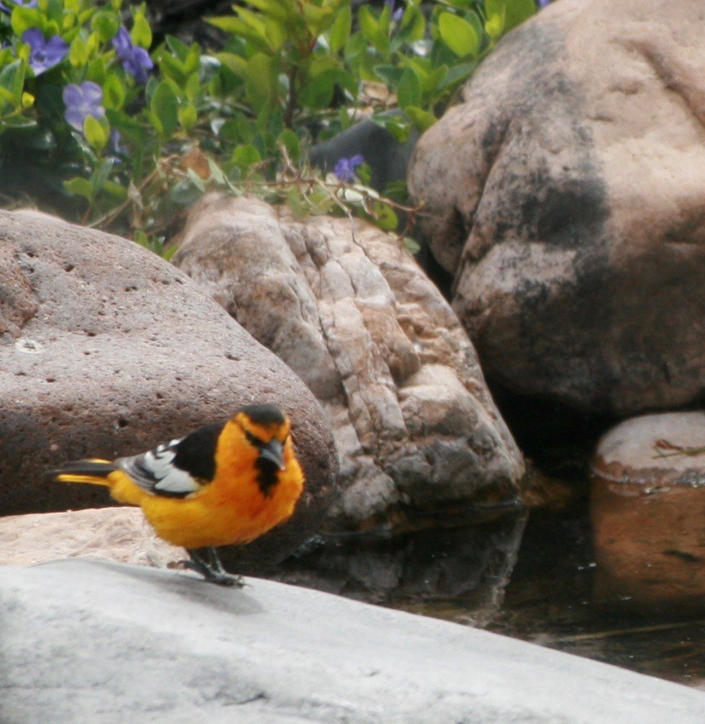 Bullock's Oriole - Renee Coon