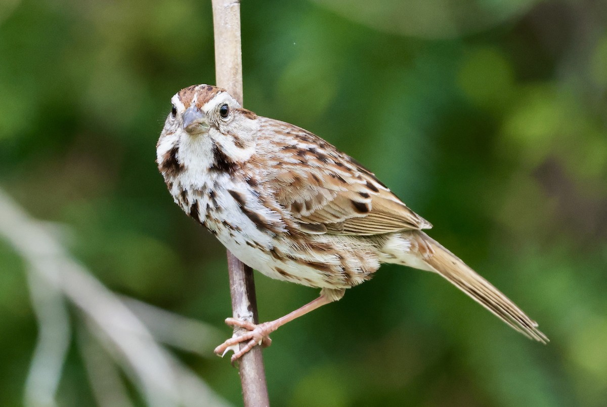 Song Sparrow - ML619371864