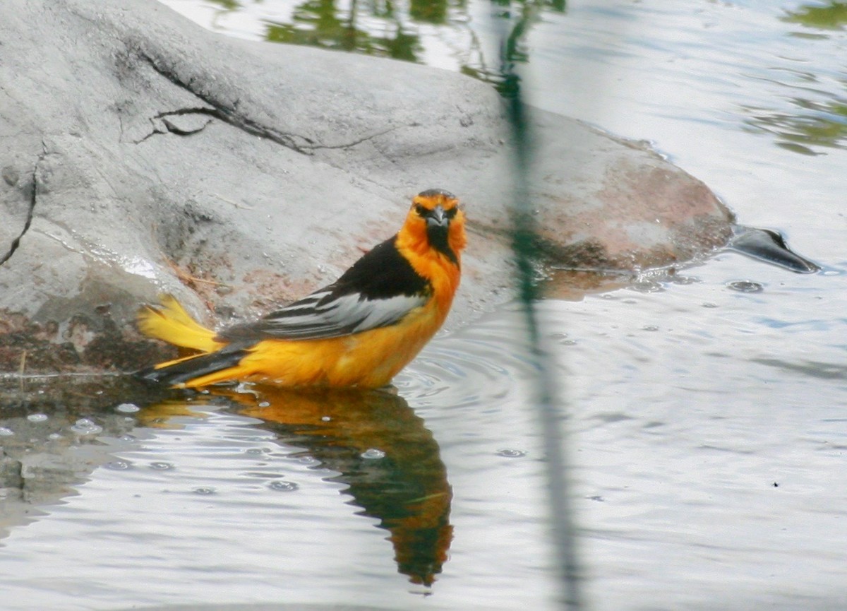 Bullock's Oriole - Renee Coon