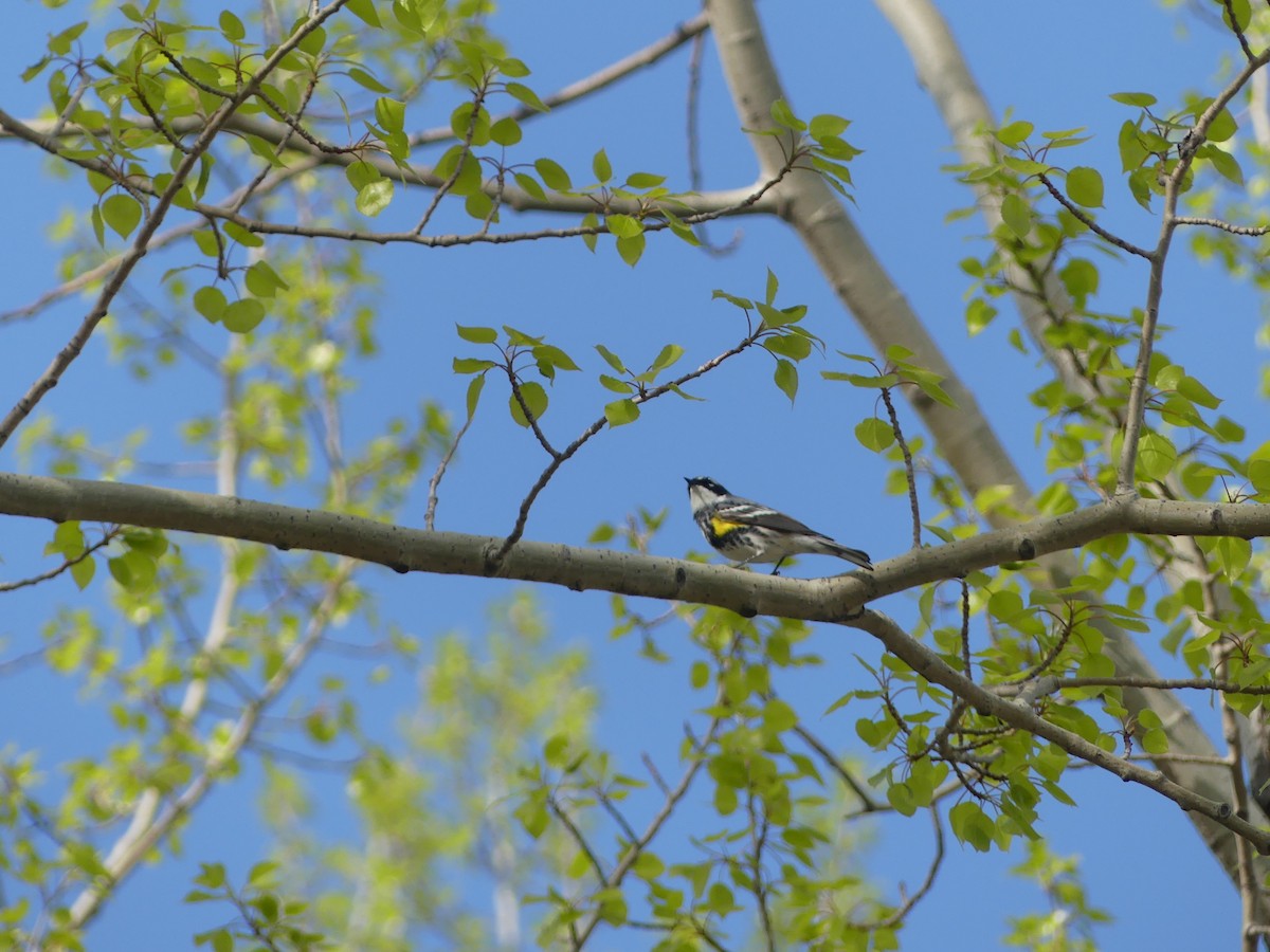 Yellow-rumped Warbler - ML619371887