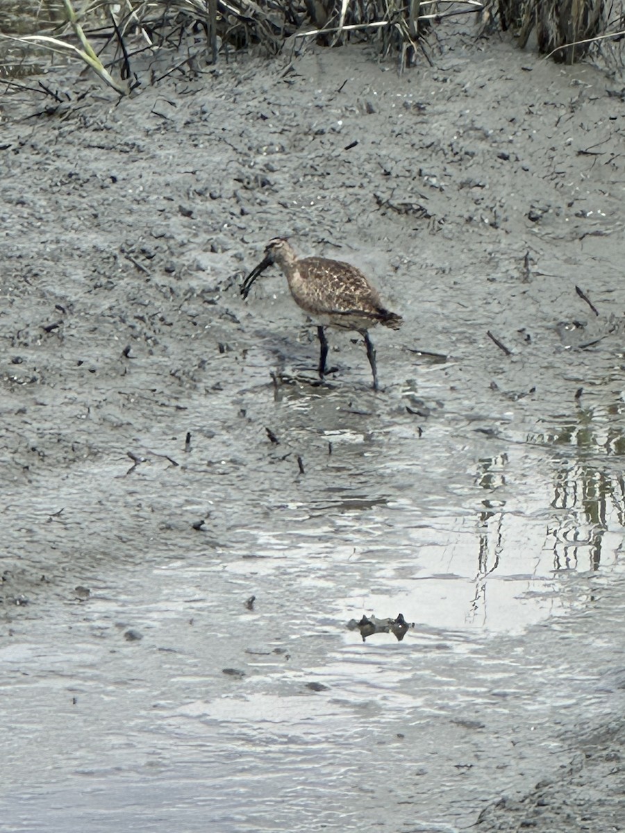 Whimbrel - ML619371903