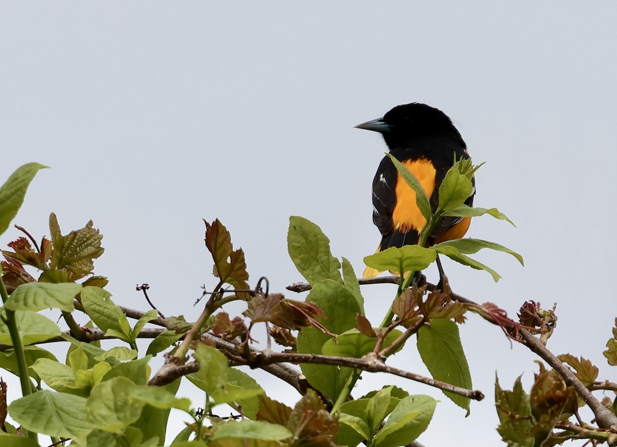 Baltimore Oriole - Lisa Goodwin