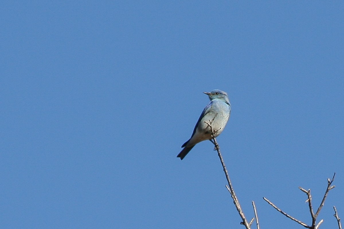 Mountain Bluebird - Nancy Davis