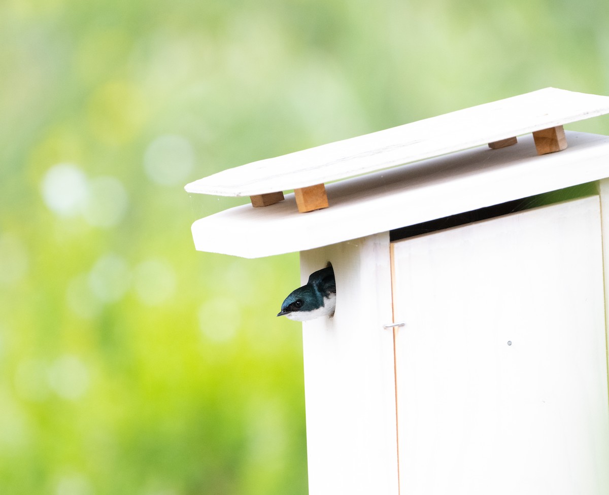 Tree Swallow - ML619371929