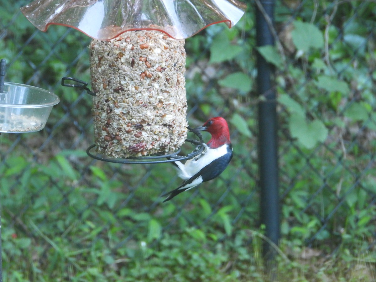 Red-headed Woodpecker - Mary Hagerty