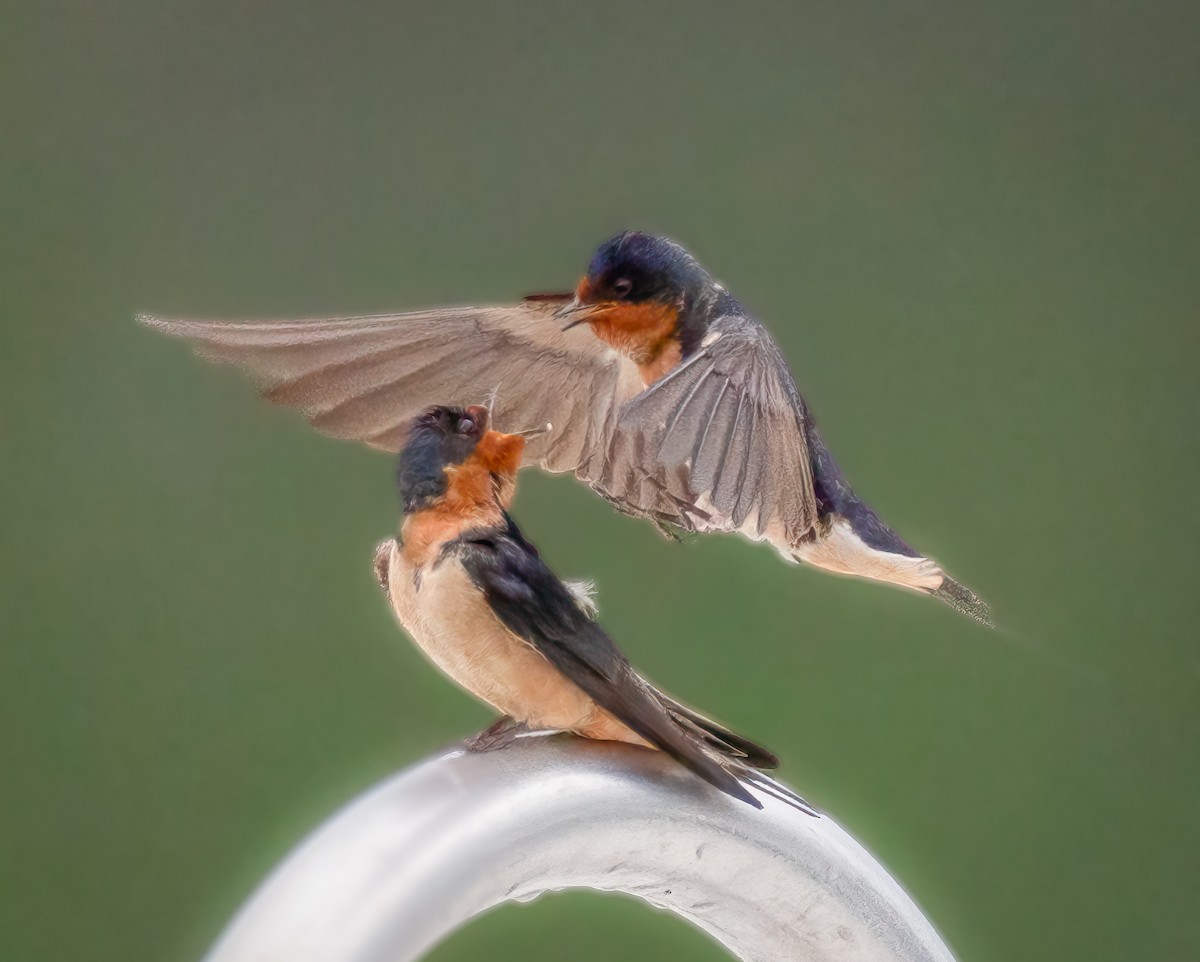 Barn Swallow - ML619371949