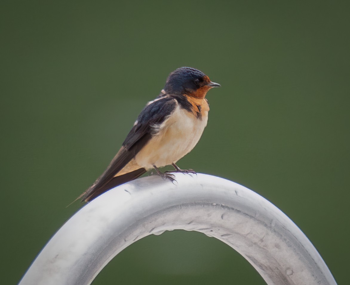 Barn Swallow - ML619371950