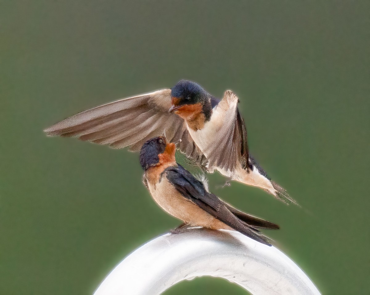 Barn Swallow - Pamela  Bevelhymer