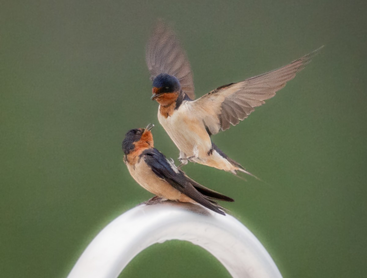 Barn Swallow - ML619371952