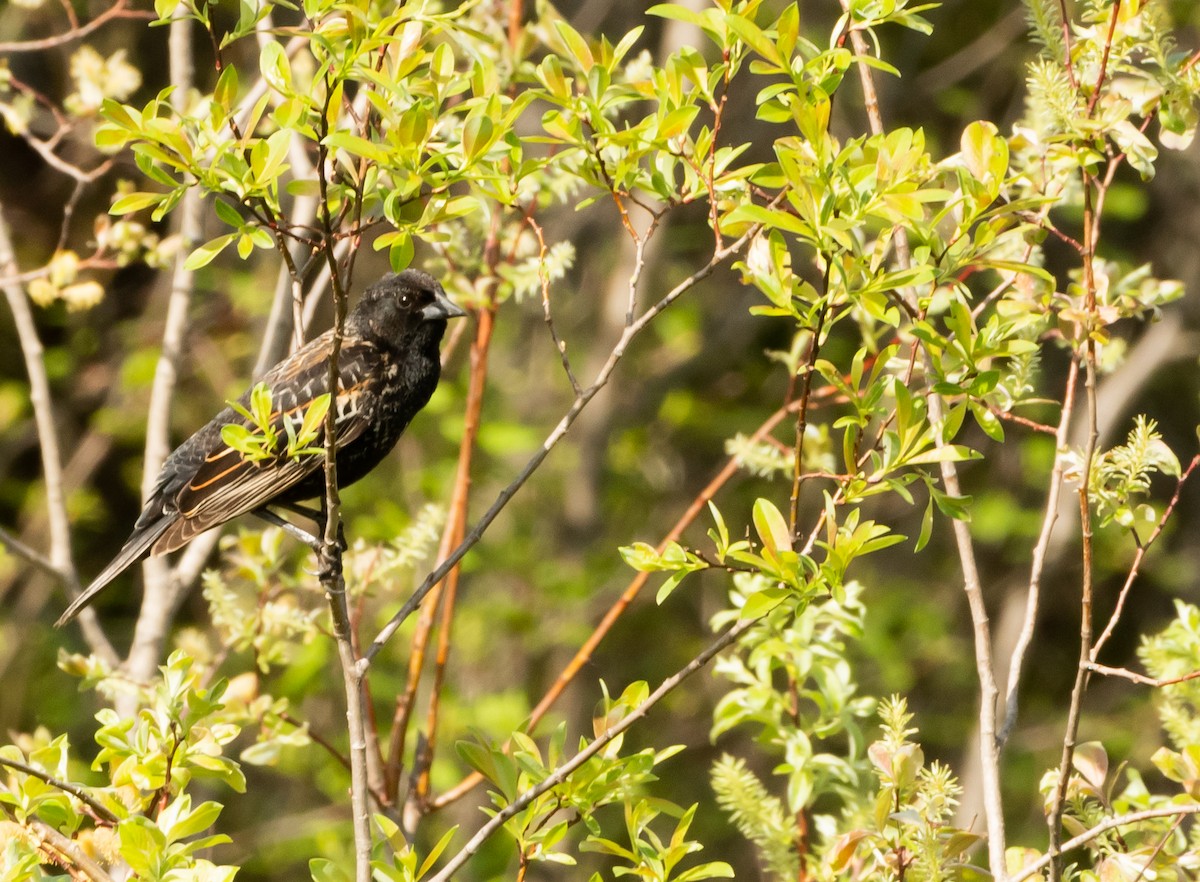 Red-winged Blackbird - Francois Dubois