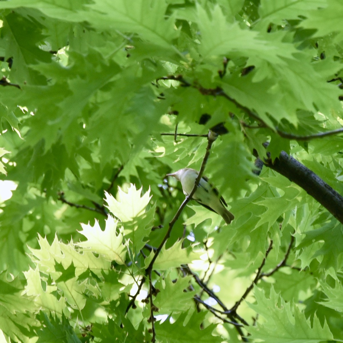 Red-eyed Vireo - Claire He