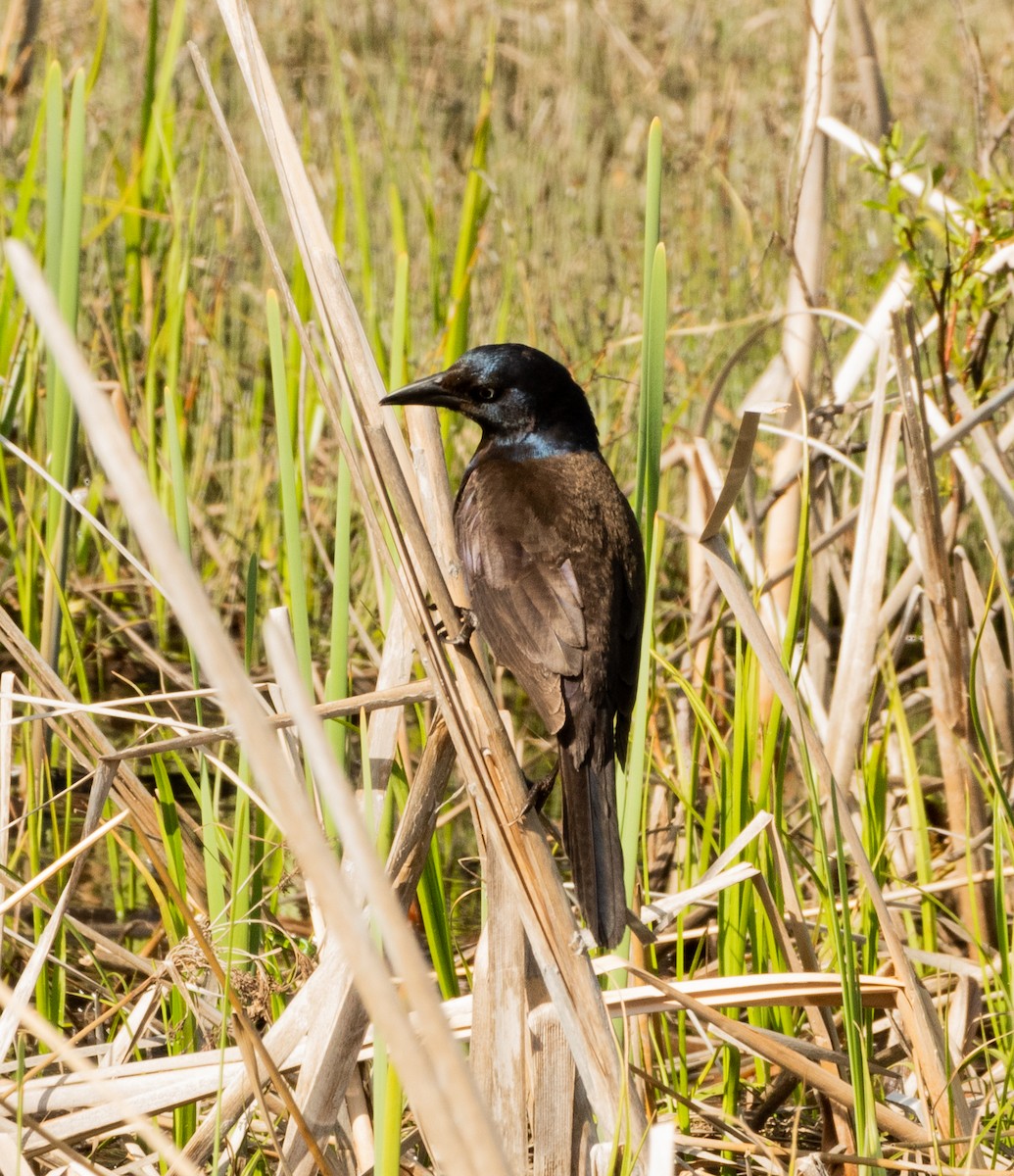 Common Grackle - Francois Dubois