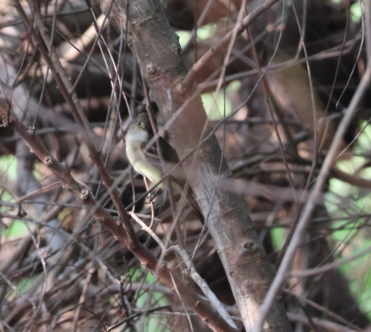 Alder/Willow Flycatcher (Traill's Flycatcher) - ML619371960