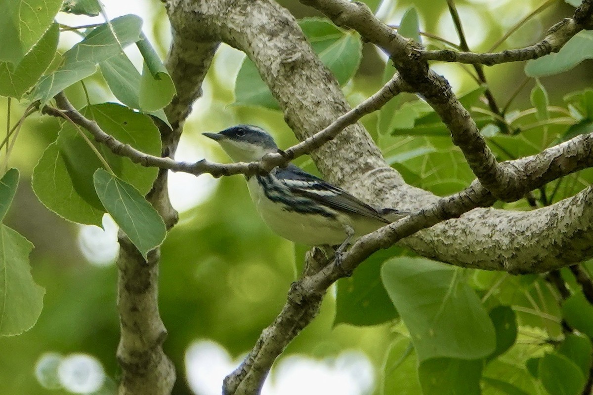 Paruline azurée - ML619371965