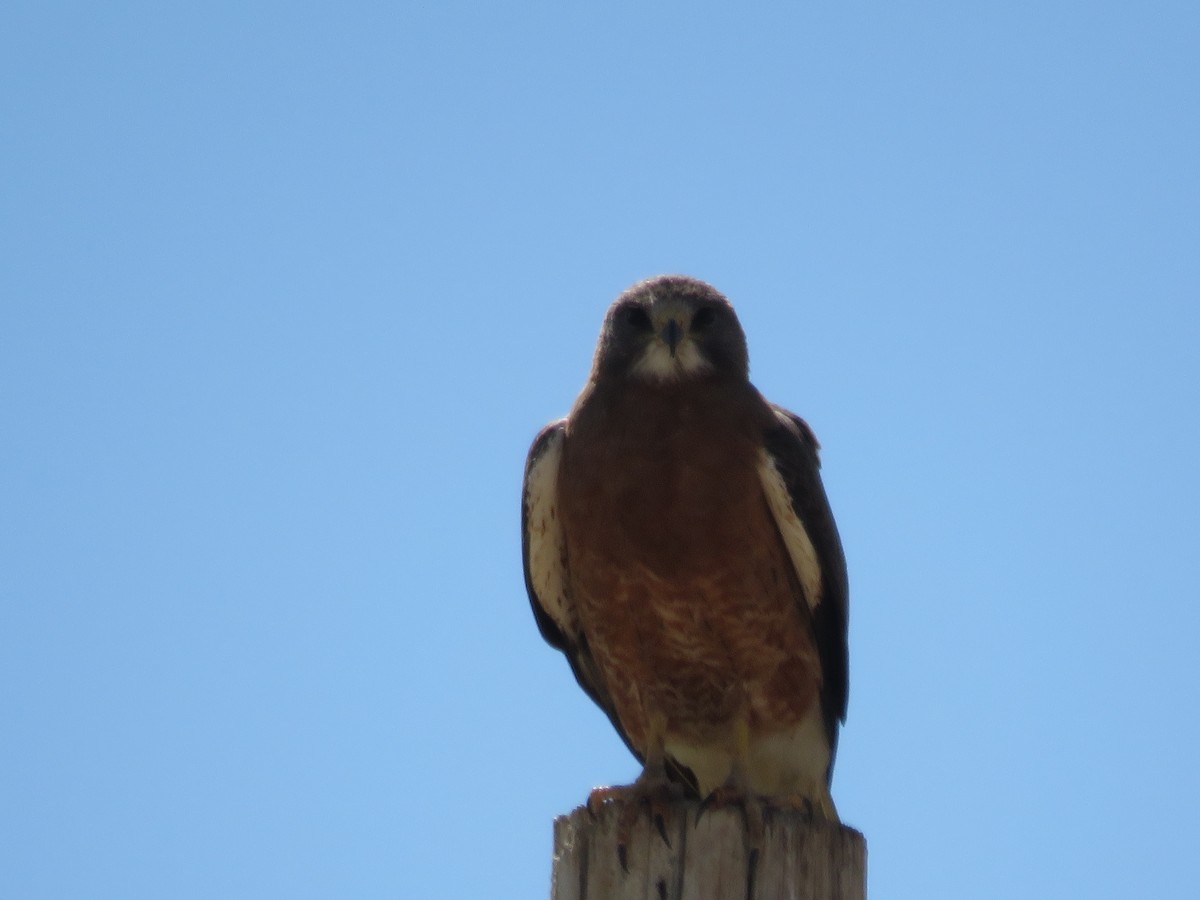 Swainson's Hawk - ML619371974