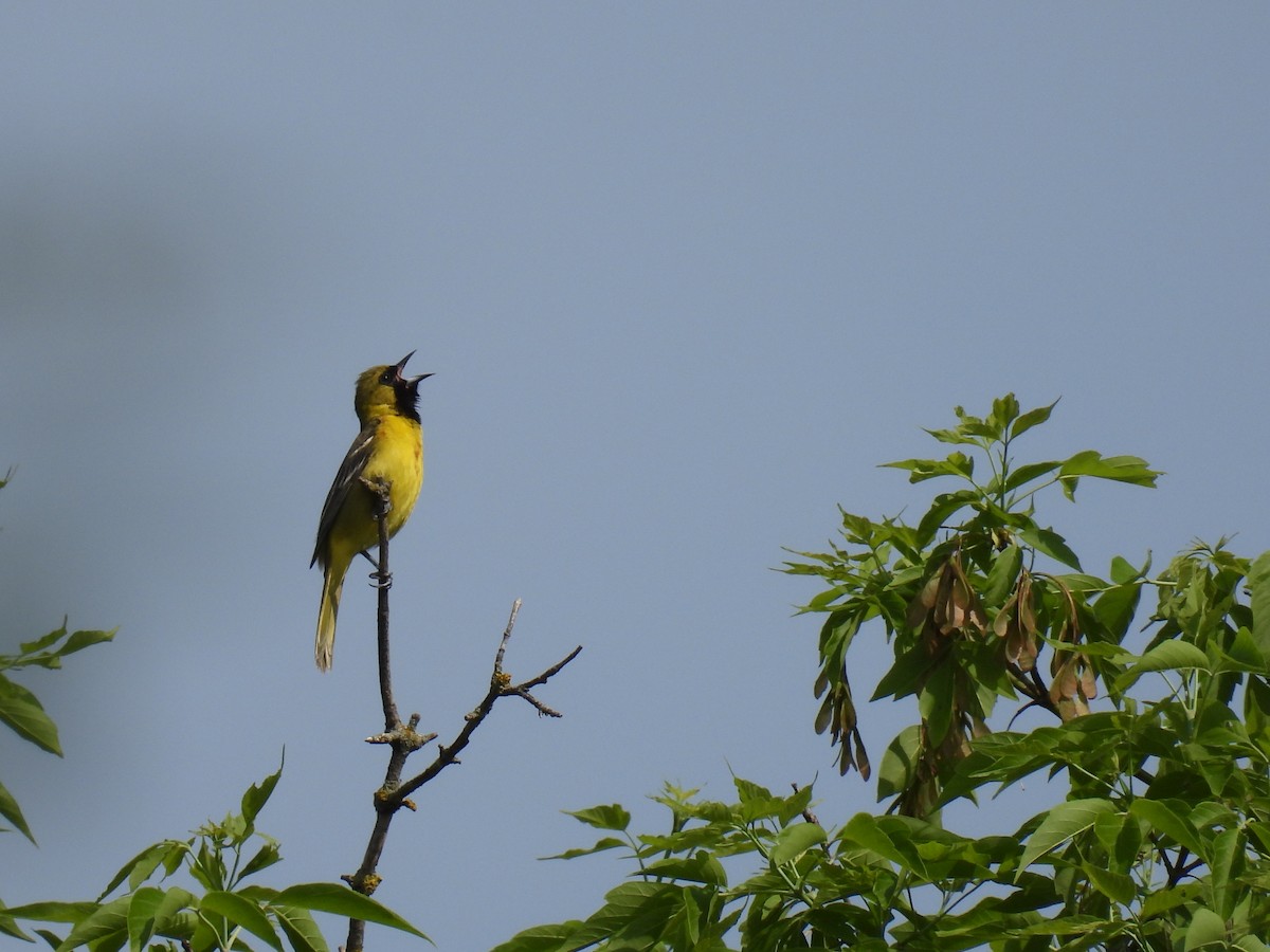 Orchard Oriole - Janet Sippel