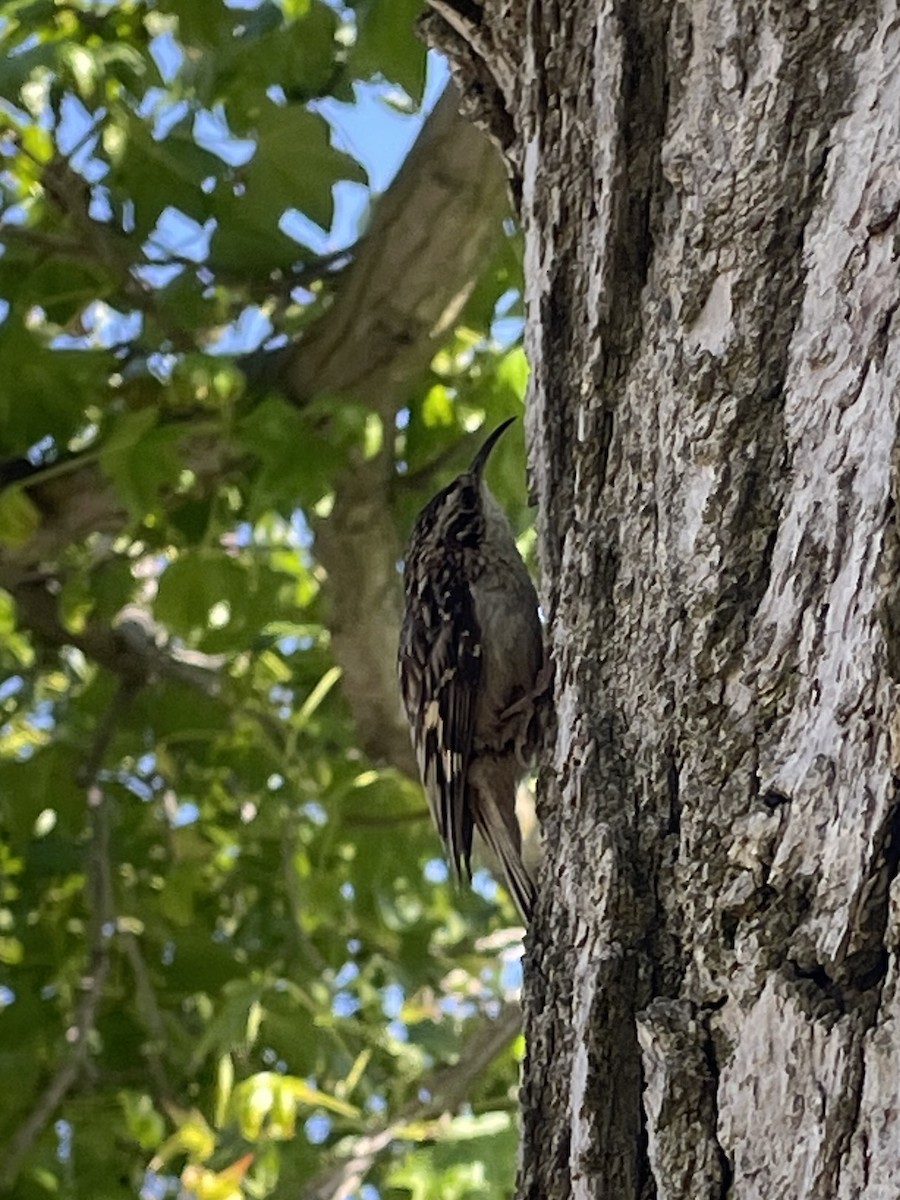 Brown Creeper - Emily Langdon-Lassagne