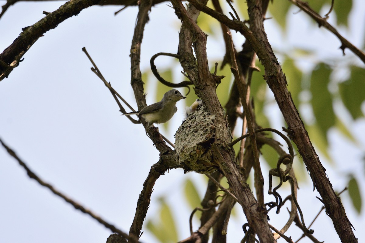 Blue-gray Gnatcatcher - Peter Anderson