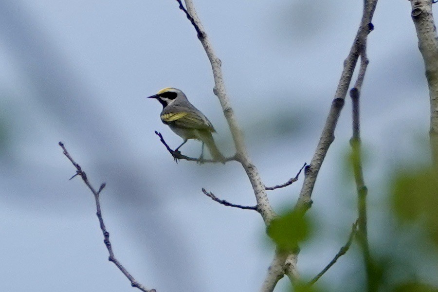 Golden-winged Warbler - Russ And Theresa