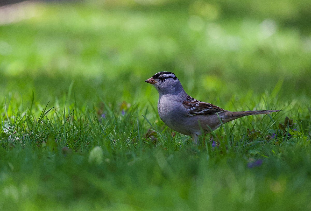 White-crowned Sparrow - Jason Barcus