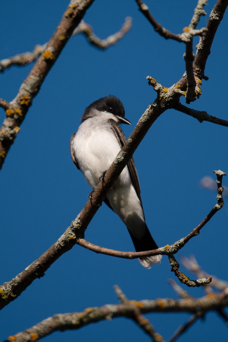 Eastern Kingbird - Luc Girard