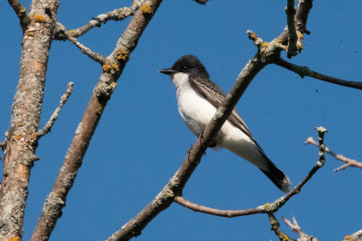 Eastern Kingbird - Luc Girard