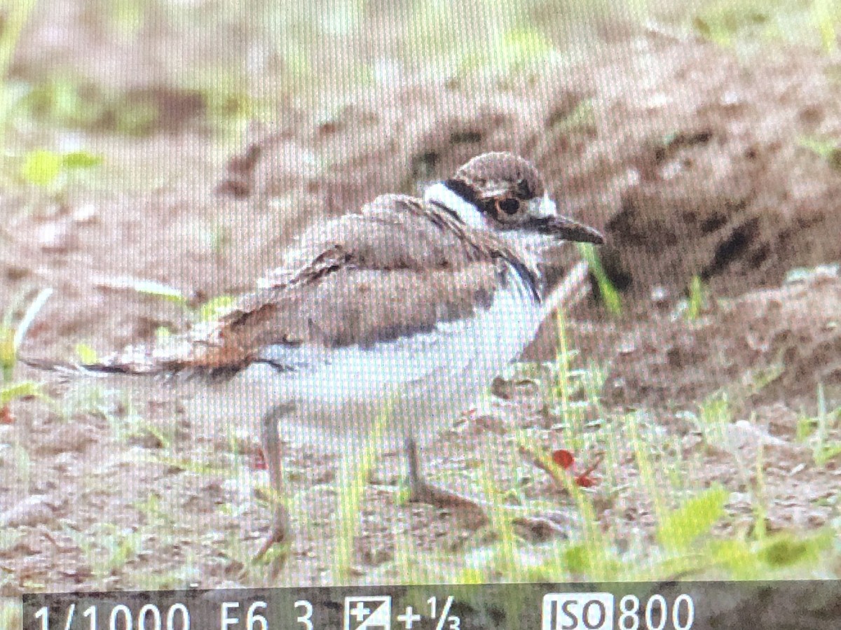 Killdeer - ML619372040