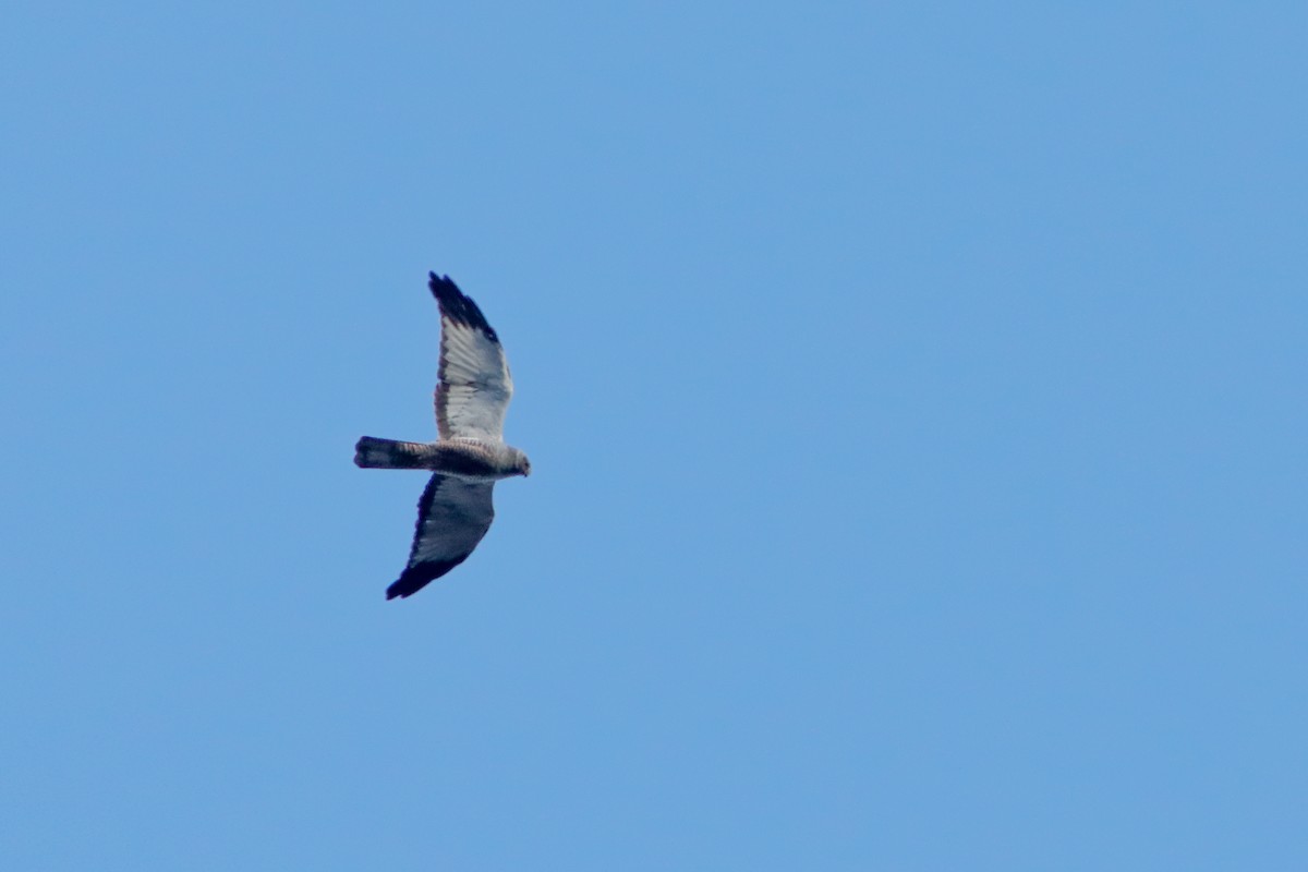 Cinereous Harrier - Felipe Álvarez Baez