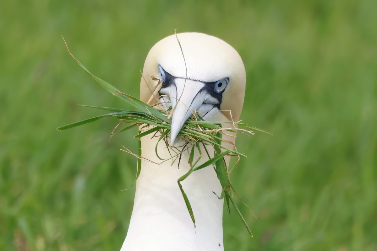 Northern Gannet - Gareth Bowes