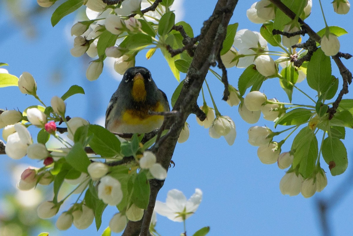 Northern Parula - Andrea Heine