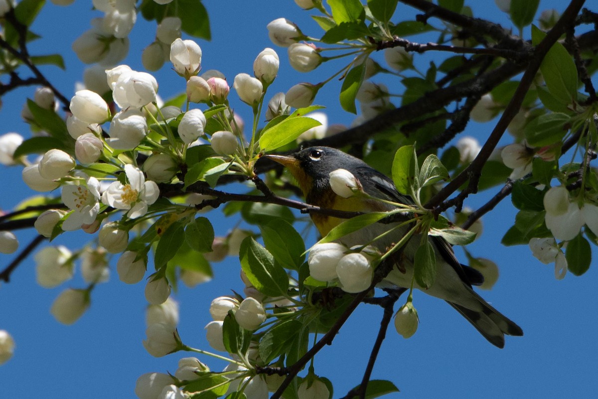 Northern Parula - Andrea Heine