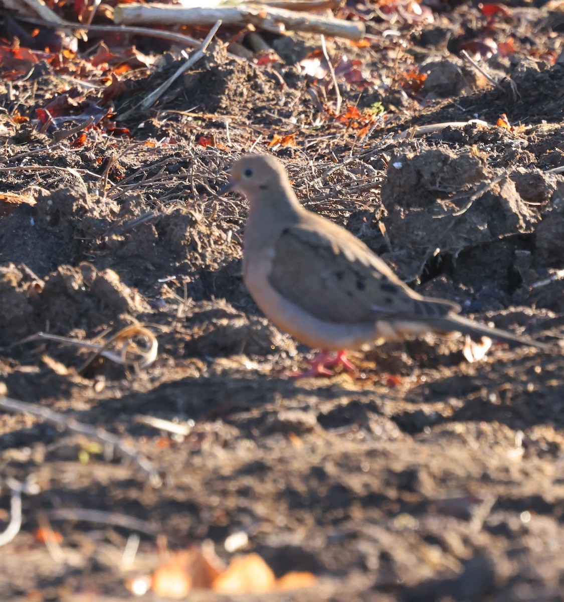 Mourning Dove - burton balkind