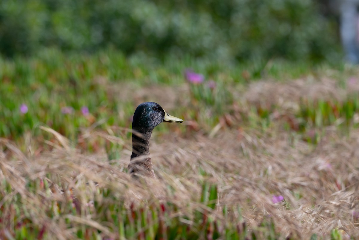 Canard colvert - ML619372071