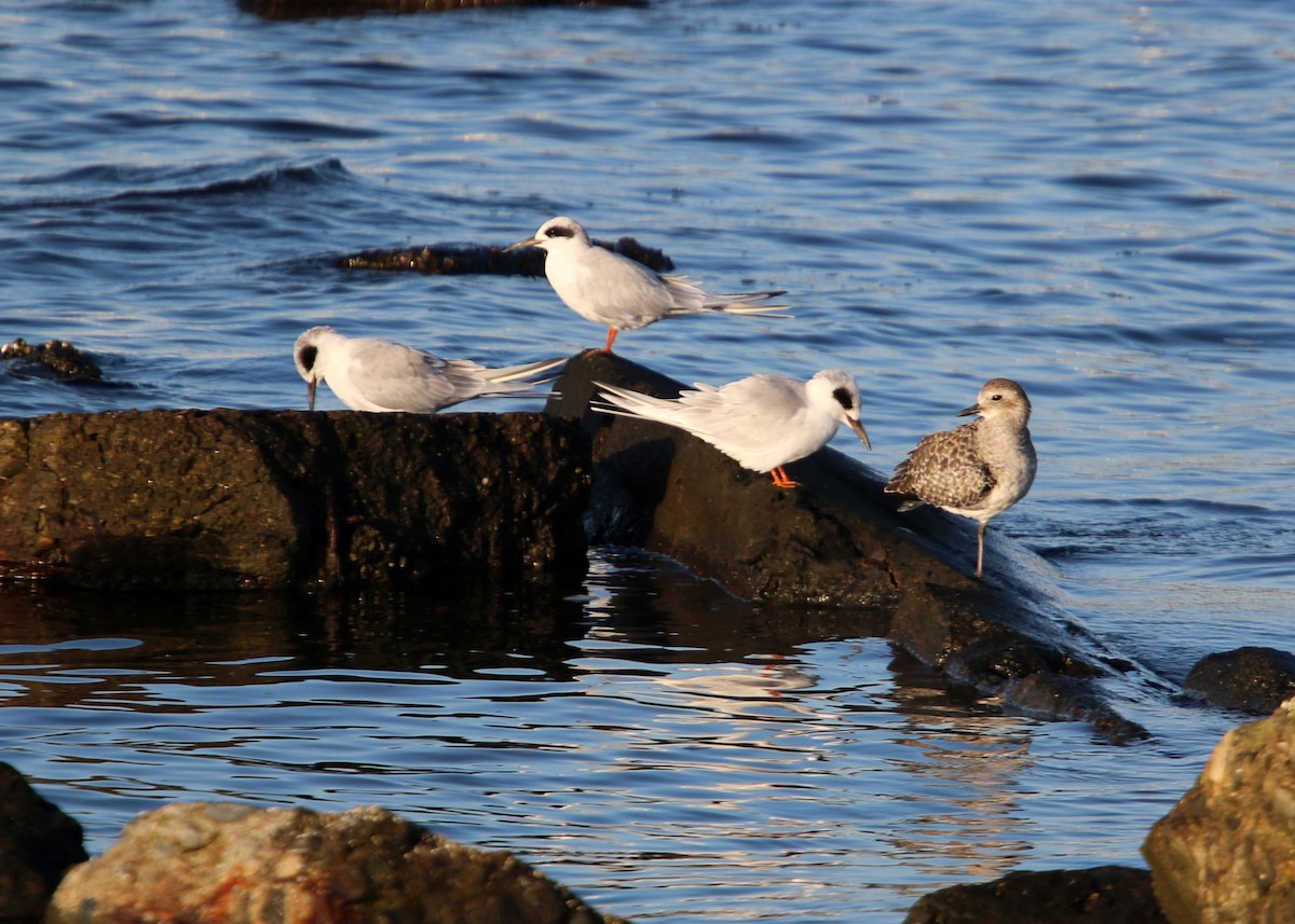 Forster's Tern - ML619372076