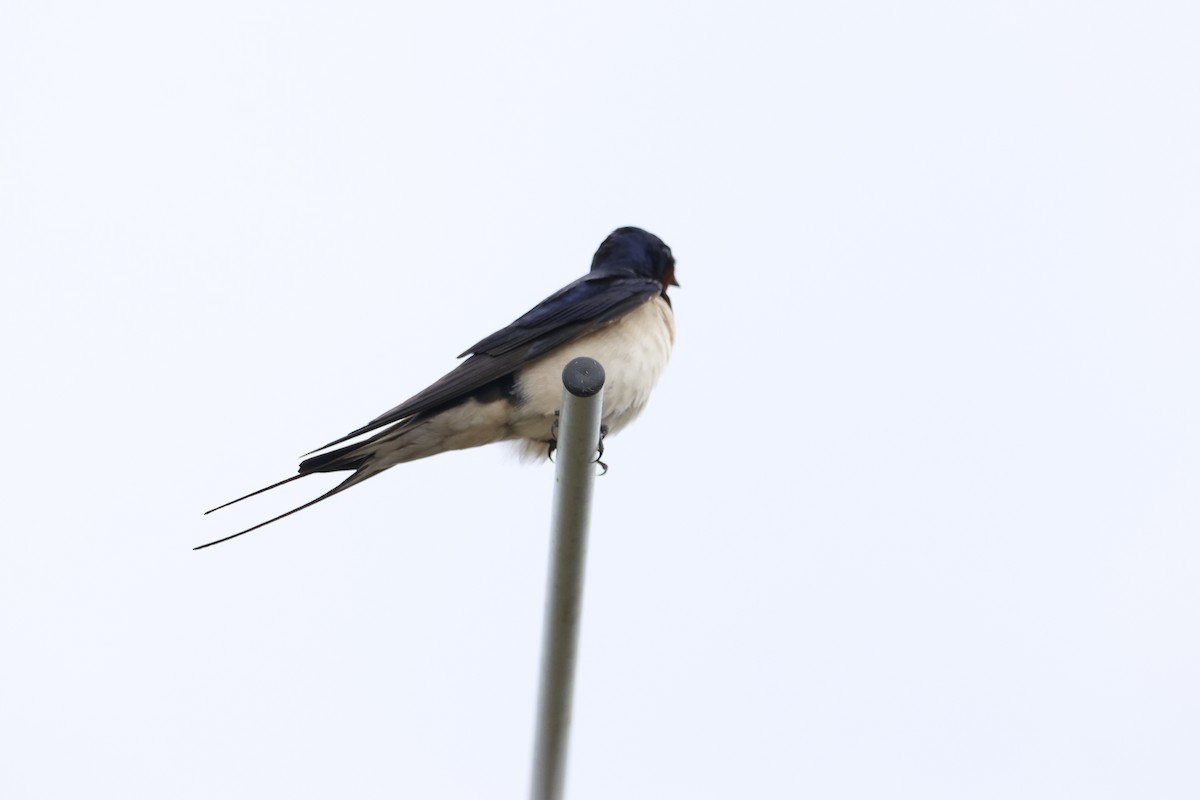 Barn Swallow - Gareth Bowes