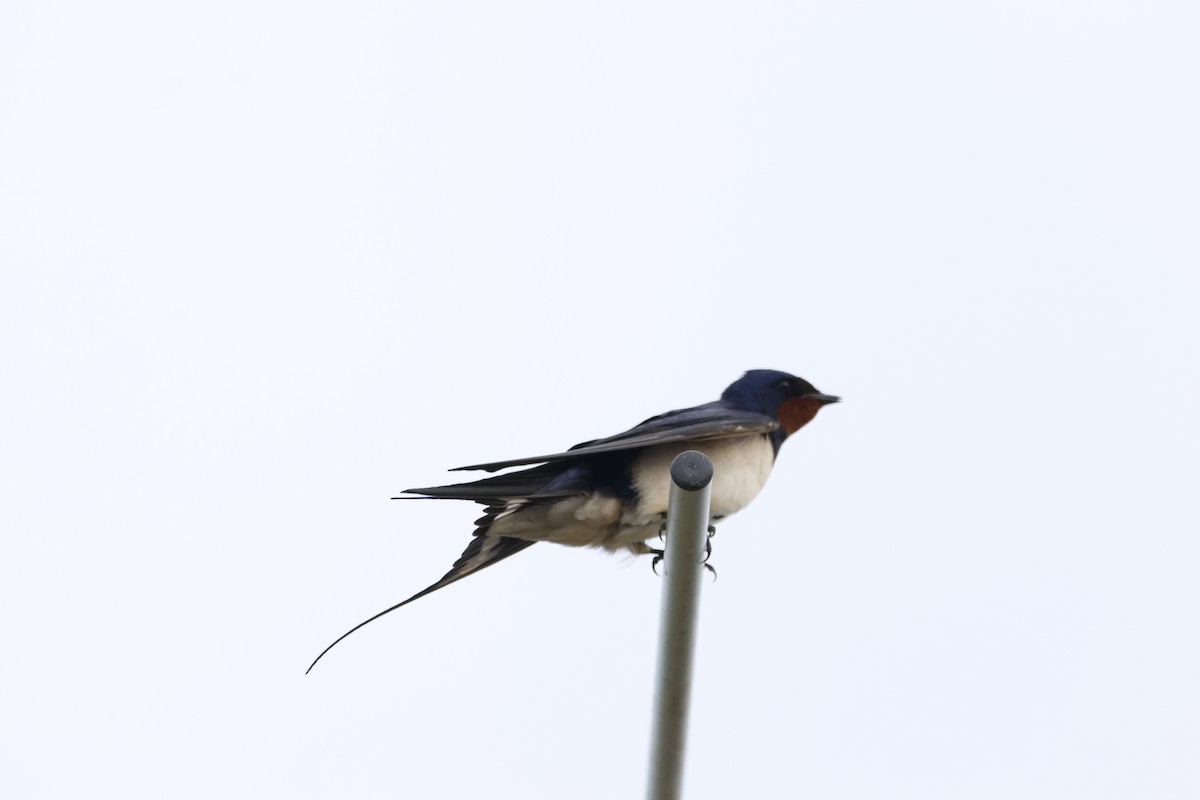 Barn Swallow - Gareth Bowes