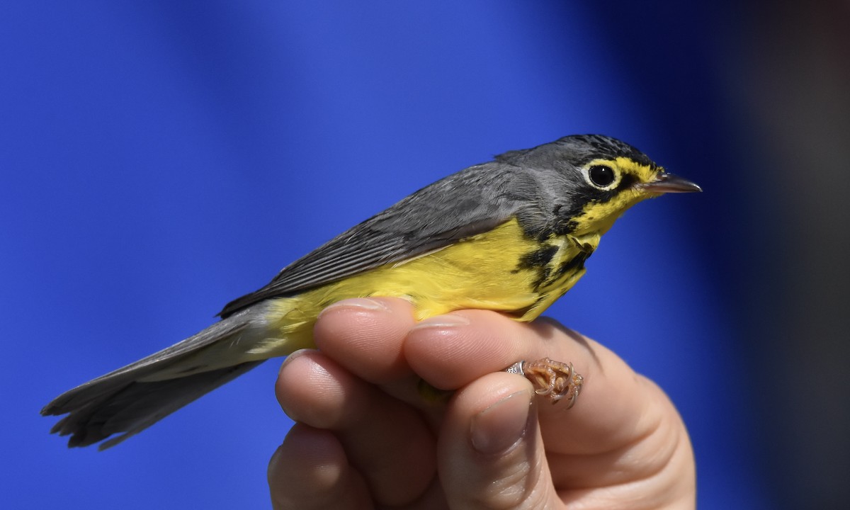 Canada Warbler - Benoit Goyette