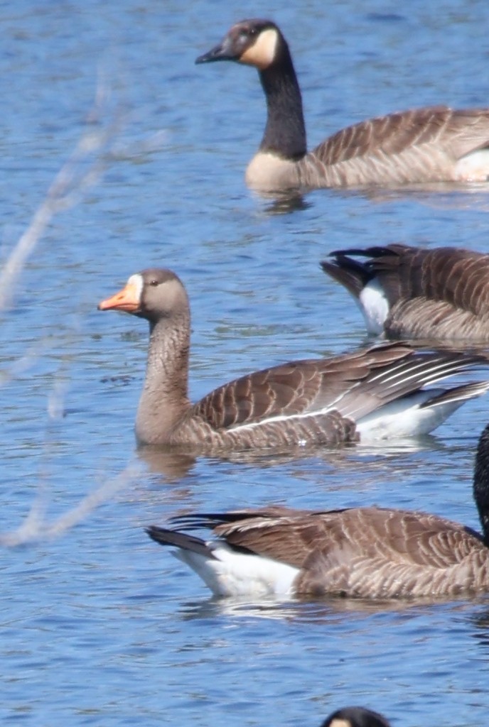 Greater White-fronted Goose - ML619372111