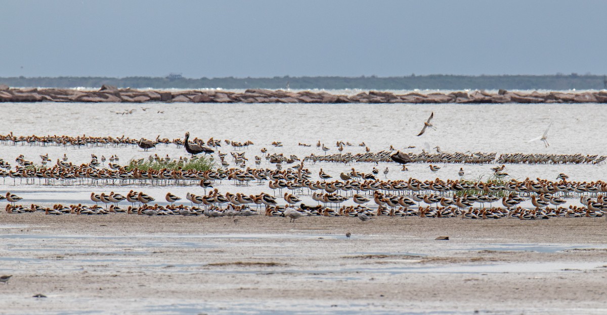 Avoceta Americana - ML619372114