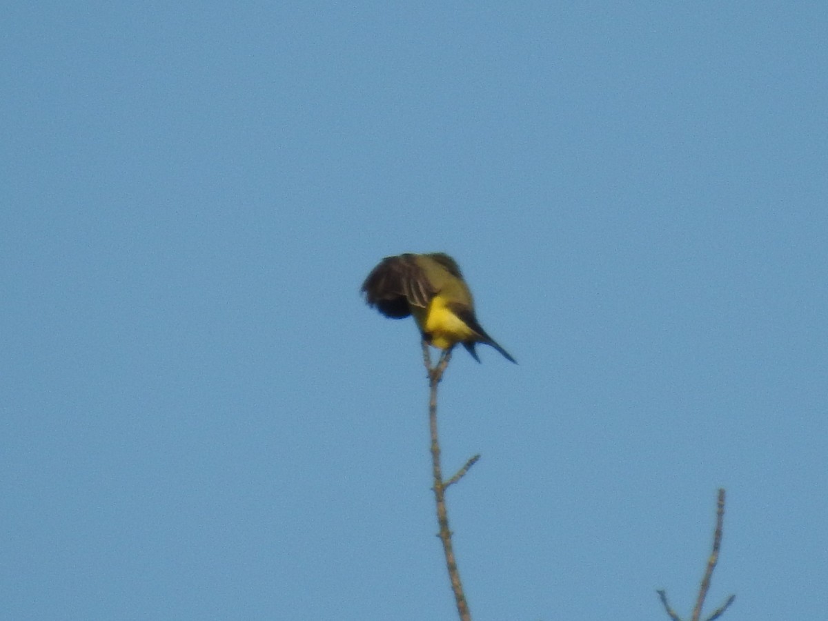 Western Kingbird - ML619372115