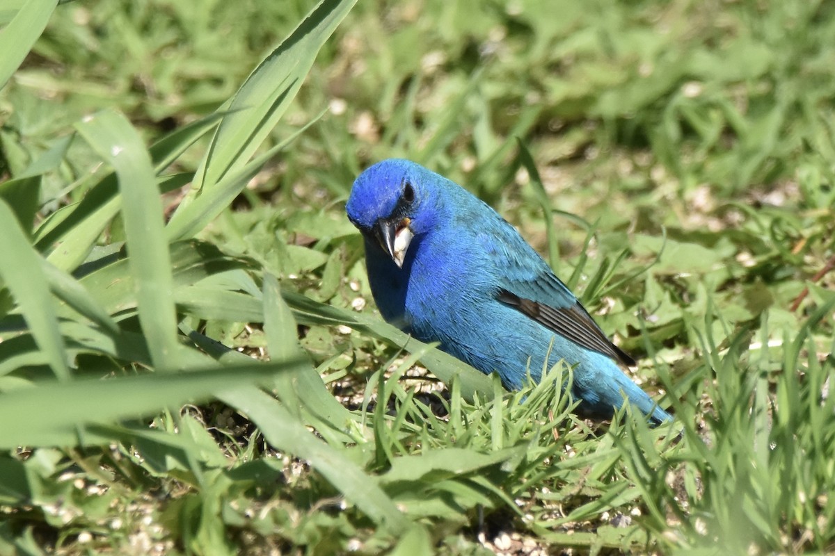 Indigo Bunting - Benoit Goyette