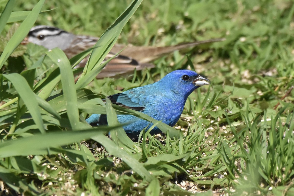 Indigo Bunting - Benoit Goyette