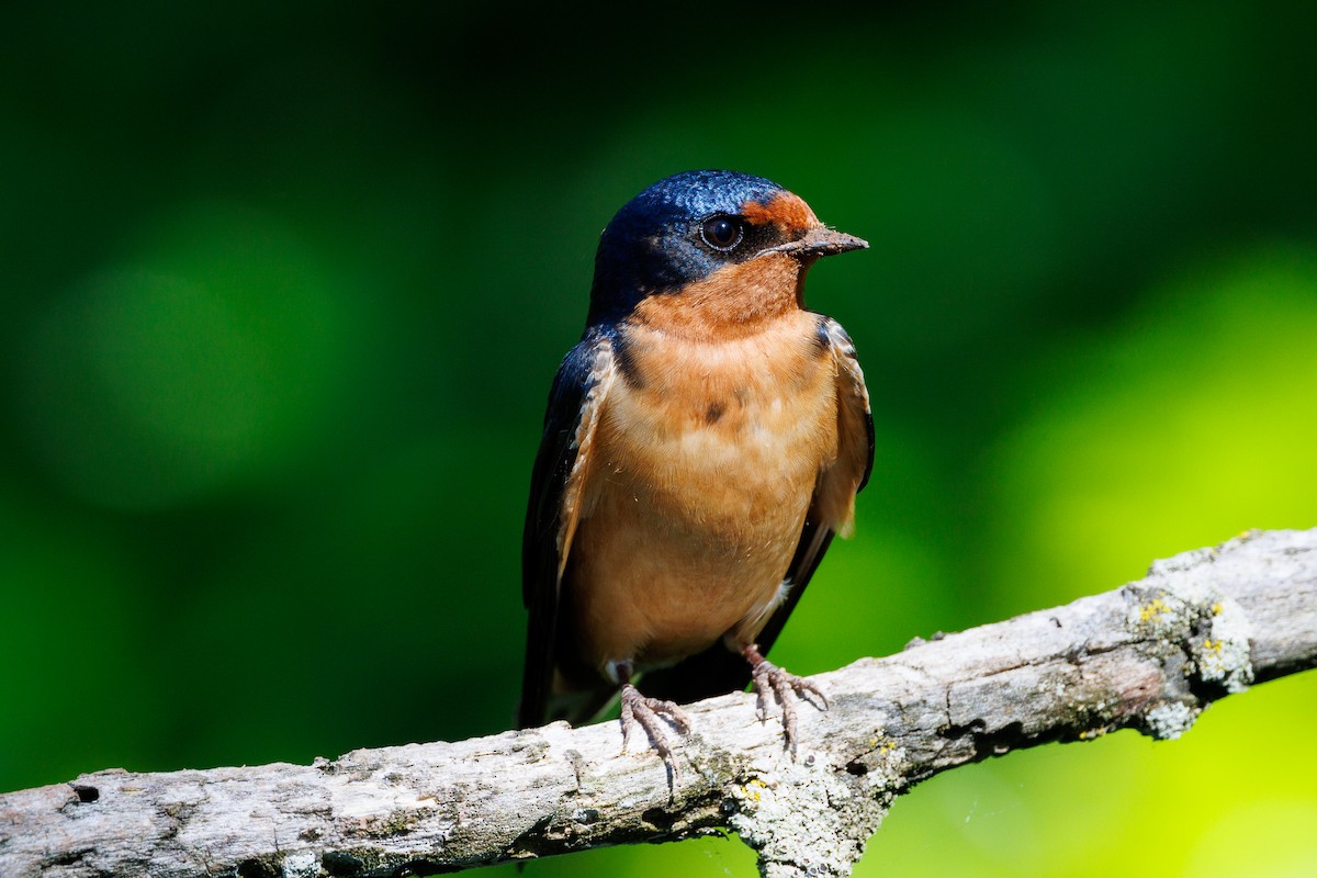 Barn Swallow - Gregory Shiff