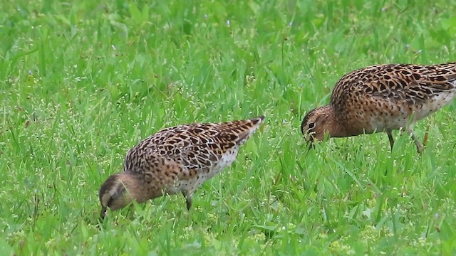 Short-billed Dowitcher - ML619372128