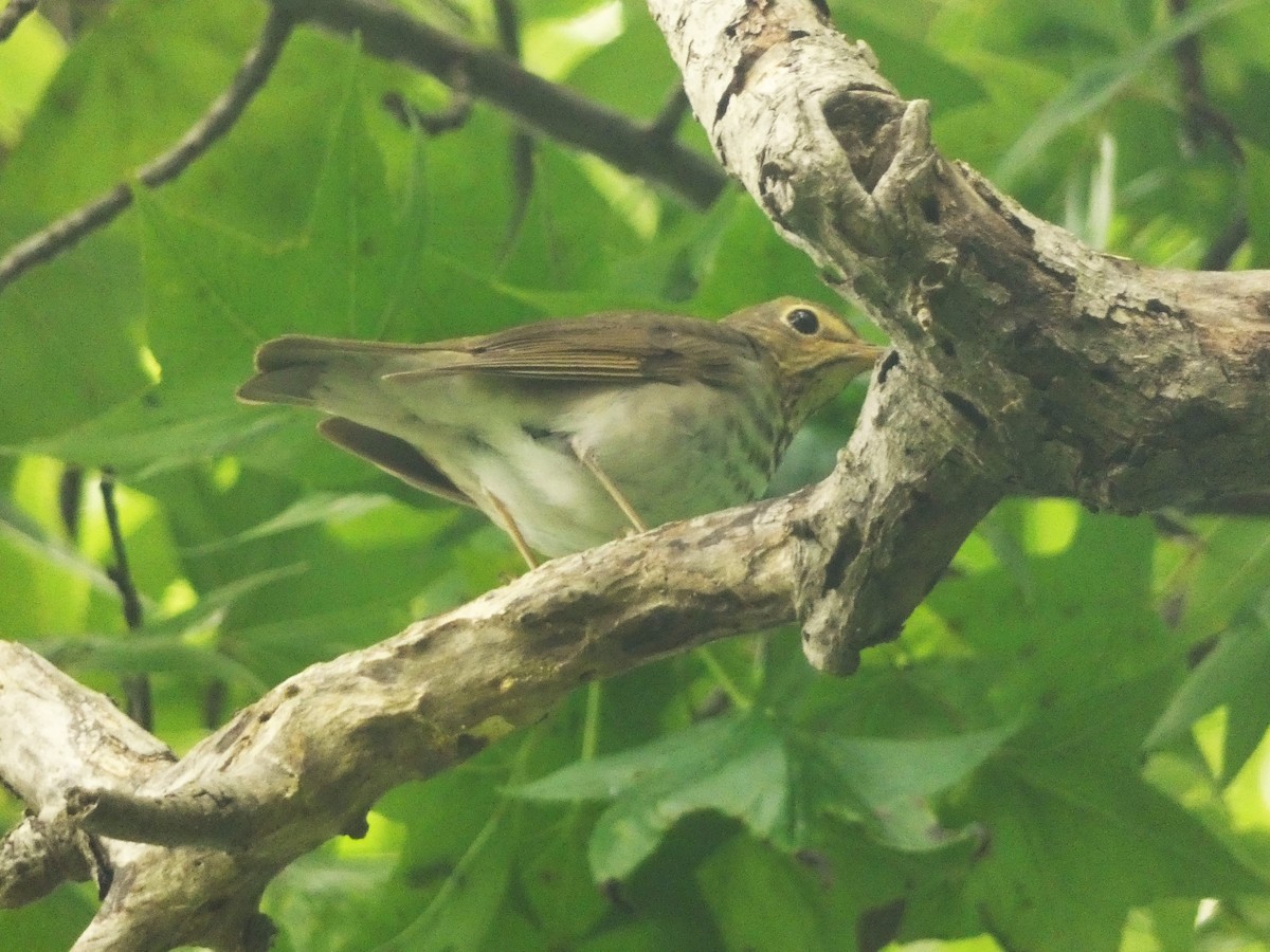 Swainson's Thrush - ML619372138